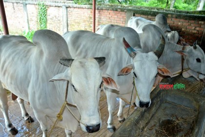 বগুড়ায় গো খাদ্যের দাম বৃদ্ধি, বিপাকে অর্ধলাখ খামারি