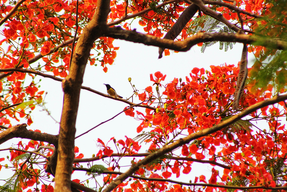 কৃষ্ণচূড়ায় সেজেছে ঘাটাইল