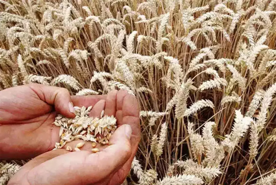 বাংলাদেশে গম রফতানি করবে ভারত

