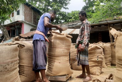 ধানের দাম ভালো, তবুও কেন সন্তুষ্ট হতে পারছেন না ঝিনাইদহের কৃষকরা?