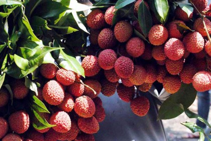 দিনাজপুরী লিচুর বাজার ৬০০ কোটি টাকার হাতছানি