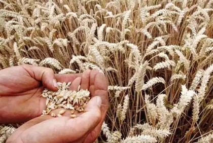 বাংলাদেশে গম রফতানি করবে ভারত

