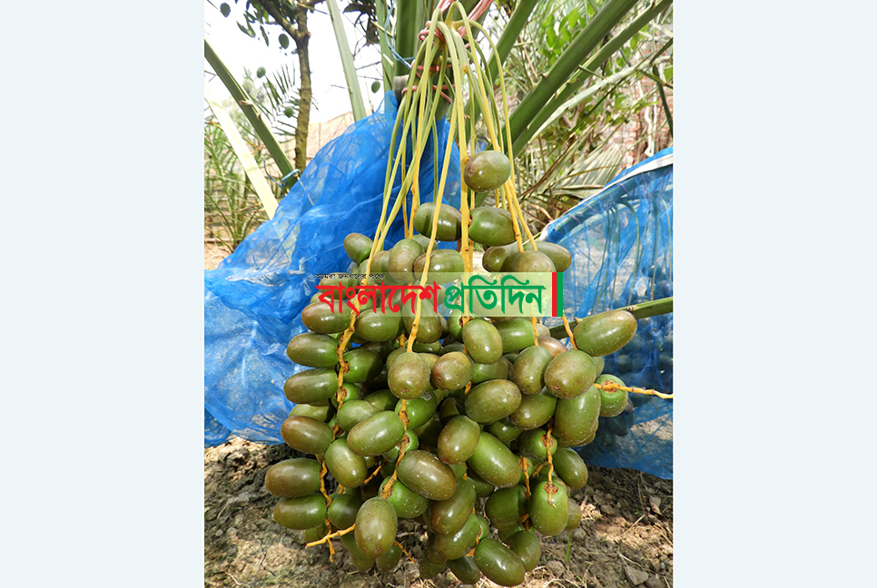 বগুড়ায় সৌদির খেজুর চাষ 
