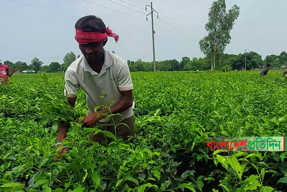 মান রক্ষায়  চা চাষিদের আড়াই থেকে তিন পাতা প্লাকিং করার নির্দেশ
