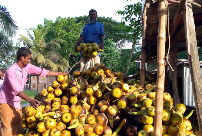 কলাপাড়ায় কদর বেড়েছে পানি তালের 