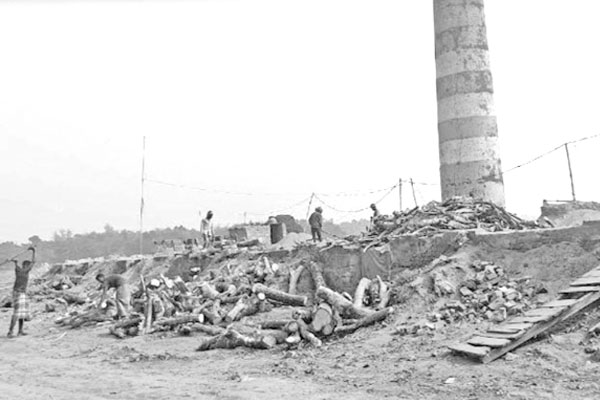 ইটভাটার ধোঁয়ায় নষ্ট ৭০ একর জমির ধান