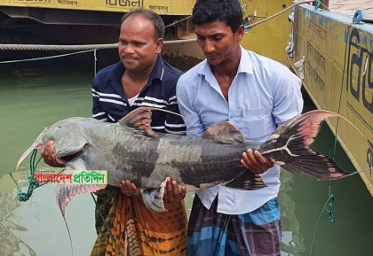 পদ্মায় ২৬ কেজির বাগাইড়