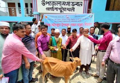 গলাচিপায় জেলেদের মাঝে বকনা বাছুর বিতরণ