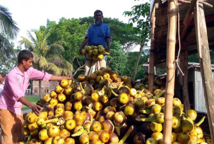 কলাপাড়ায় কদর বেড়েছে পানি তালের 
