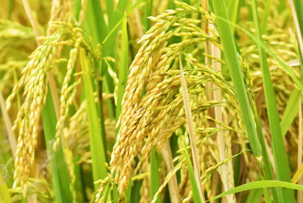 শ্রীলঙ্কায় কৃষকদের বেশি করে ধান উৎপাদনের আহ্বান