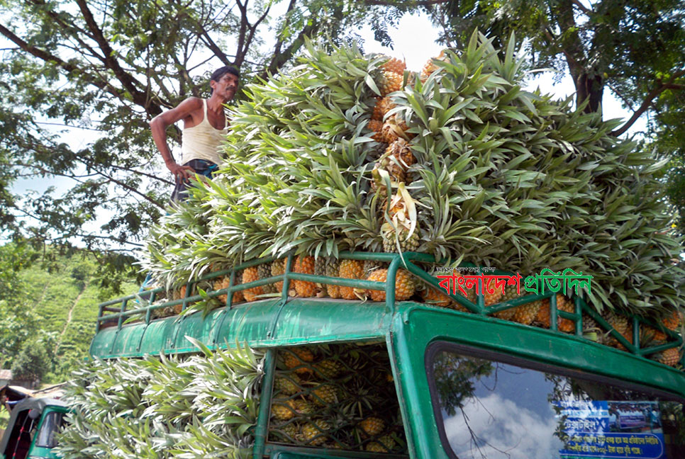 পাহাড়ে মৌসুমি ফলের বাম্পার ফলন