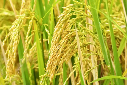 শ্রীলঙ্কায় কৃষকদের বেশি করে ধান উৎপাদনের আহ্বান