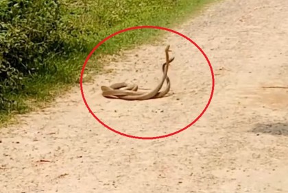 দেখা মিলল সাপের বিরল ‘যুদ্ধ নাচ’