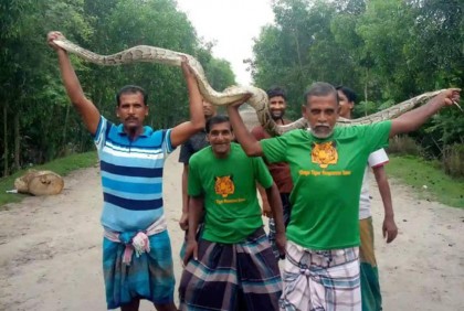 খাবারের সন্ধানে লোকালয়ে অজগর