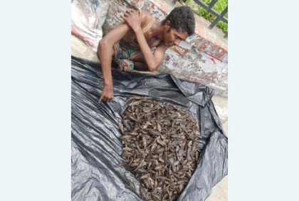 ক্ষতিকর সাকার ফিশ যখন 'ট্যাংরা' মাছ!