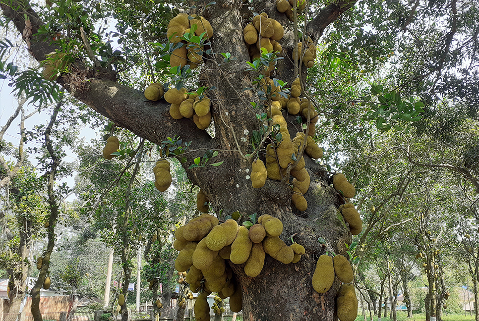 নীলফামারীতে কাঁঠালের সমারোহ