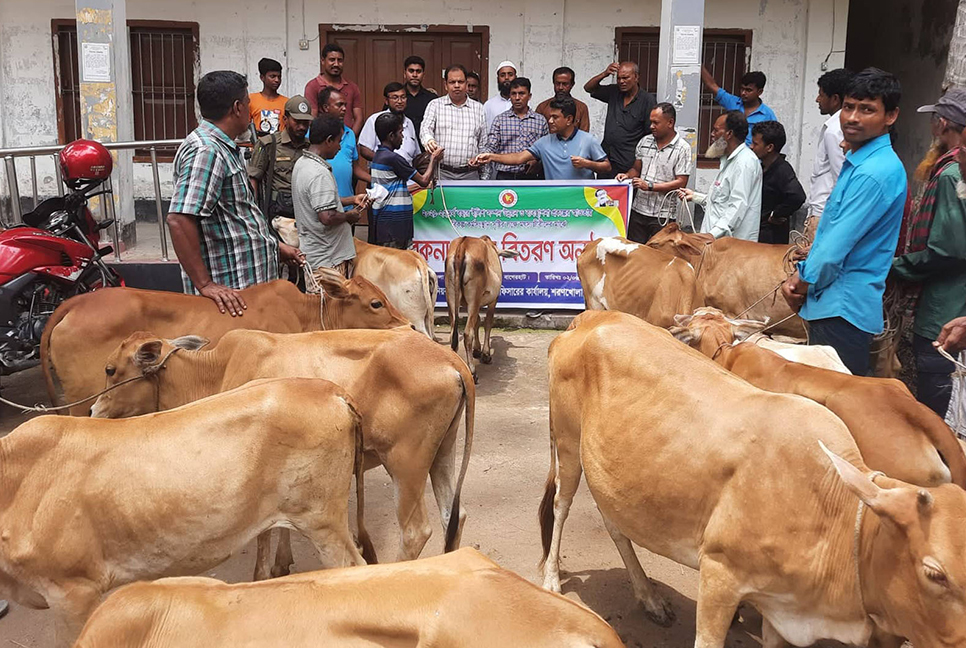 বাগেরহাটে জেলেদের মাঝে গরু বিতরণ