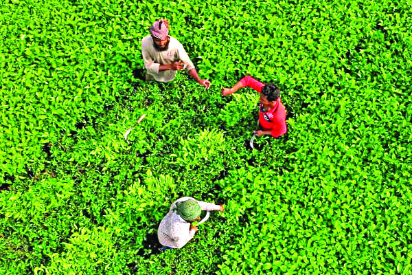 চা রপ্তানি হচ্ছে ২৩ দেশে