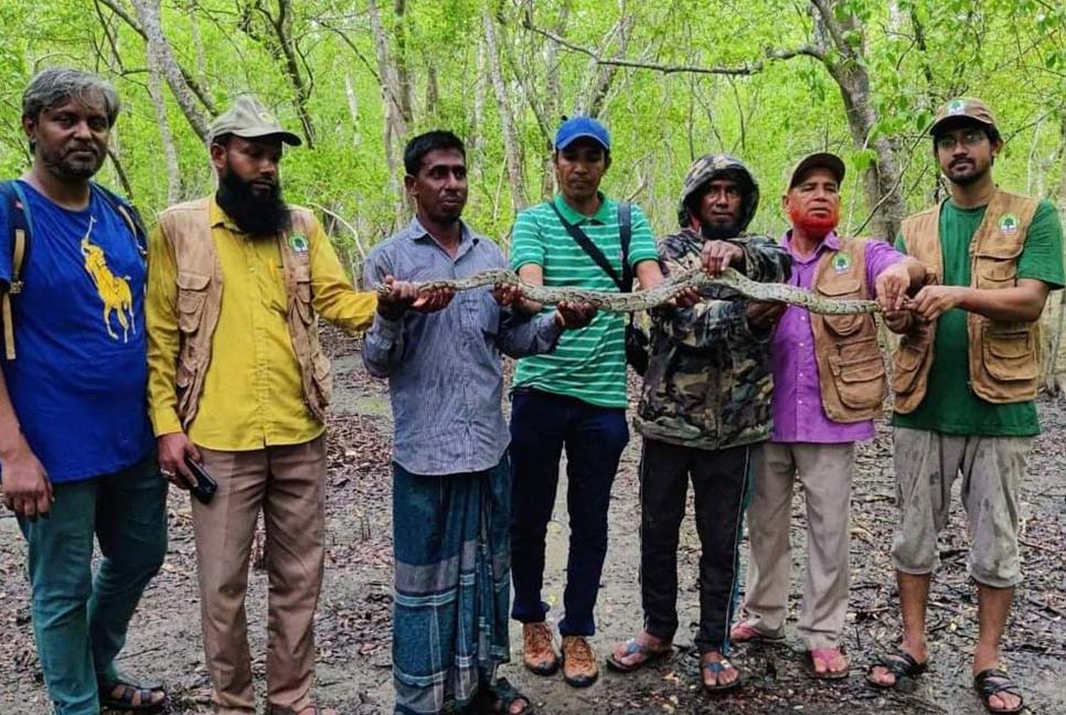 খেজুর গাছ থেকে উদ্ধার অজগর বনে অবমুক্ত