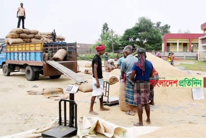 ধানের দাম মণপ্রতি ১০০ টাকা কমলেও প্রভাব পড়েনি খুচরা বাজারে
