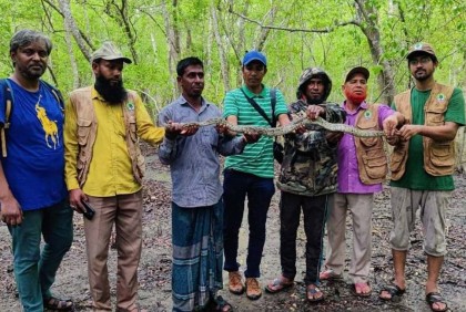 খেজুর গাছ থেকে উদ্ধার অজগর বনে অবমুক্ত