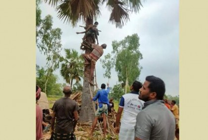 তালগাছে উঠে অবসরপ্রাপ্ত শিক্ষকের মৃত্যু