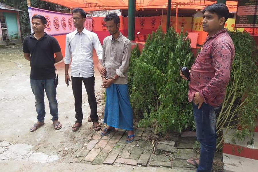 বরিশালে পুলিশের অভিযানে ৫টি গাঁজা গাছসহ আটক ১