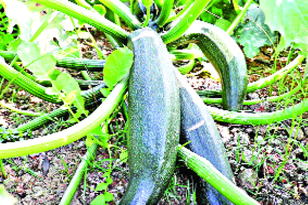নওগাঁয় স্কোয়াশ চাষে সম্ভাবনা