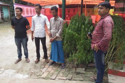 বরিশালে পুলিশের অভিযানে ৫টি গাঁজা গাছসহ আটক ১