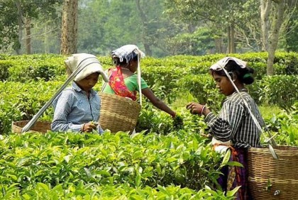 ভারতীয় চায়ে রাসায়নিকের উপস্থিতির অভিযোগ, ফেরত পাঠিয়ে দিল একাধিক দেশ