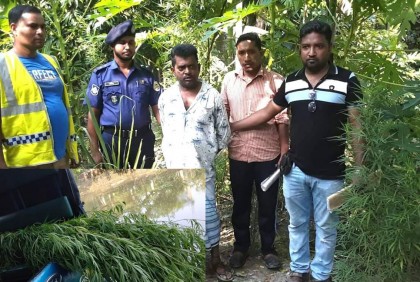 বাকেরগঞ্জে গাঁজার গাছসহ একজন গ্রেফতার