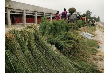 ঘাস বিক্রি করে জীবিকা নির্বাহ