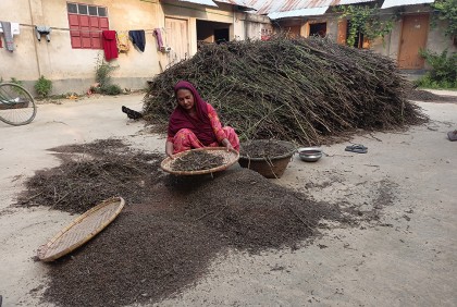 তিলে স্বপ্ন বুনছেন সীমান্তের কৃষকরা 