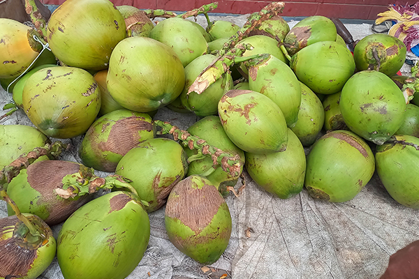 সিংড়ায় ডাবের দাম এতো বাড়ছে কেন?