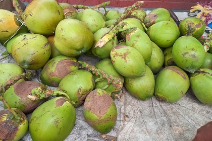 সিংড়ায় ডাবের দাম এতো বাড়ছে কেন?