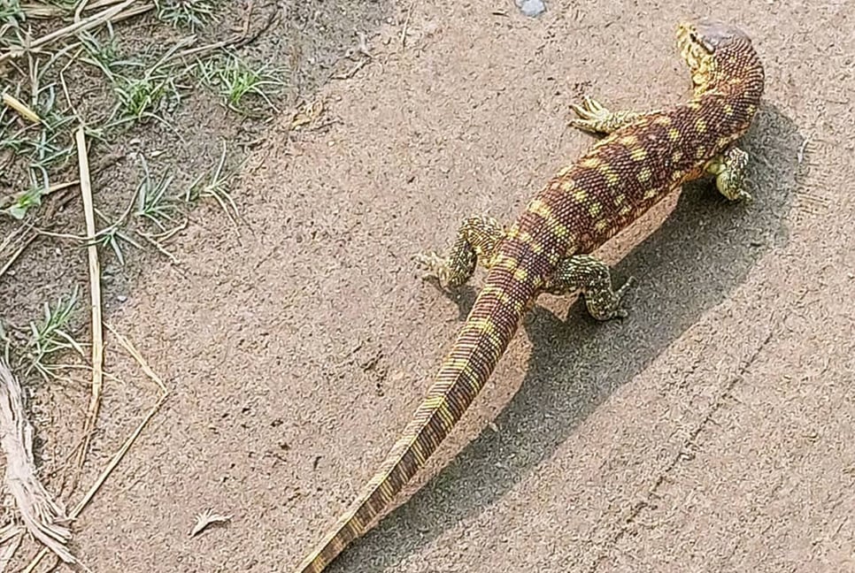 কেন বিলুপ্তির পথে গুইসাপ?