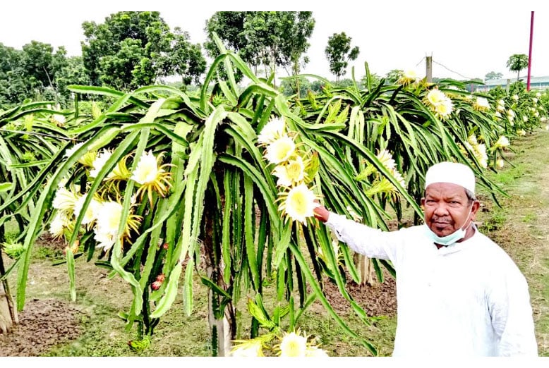 নাটোরে বাণিজ্যিকভাবে ড্রাগন চাষে সফলতা