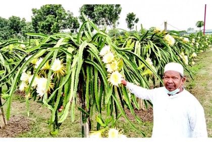 নাটোরে বাণিজ্যিকভাবে ড্রাগন চাষে সফলতা