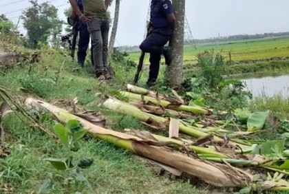শত্রুতার বলি দুই হাজার কলাগাছ!