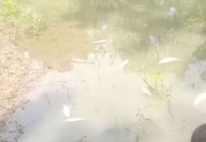 মাছের সাথে শত্রুতা!