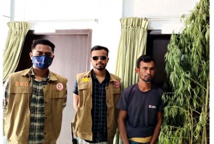 বগুড়ায় গাঁজা চাষ,
চাষী গ্রেফতার