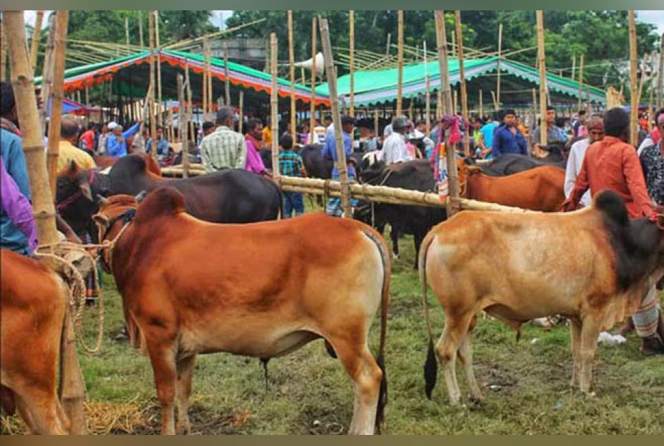 চট্টগ্রামে দেশীয় পশুতে মিটবে কোরবানির চাহিদা
