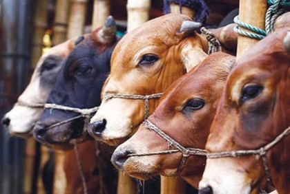 চসিকের অস্থায়ী পশুর হাট নিয়ে যা জানা গেল