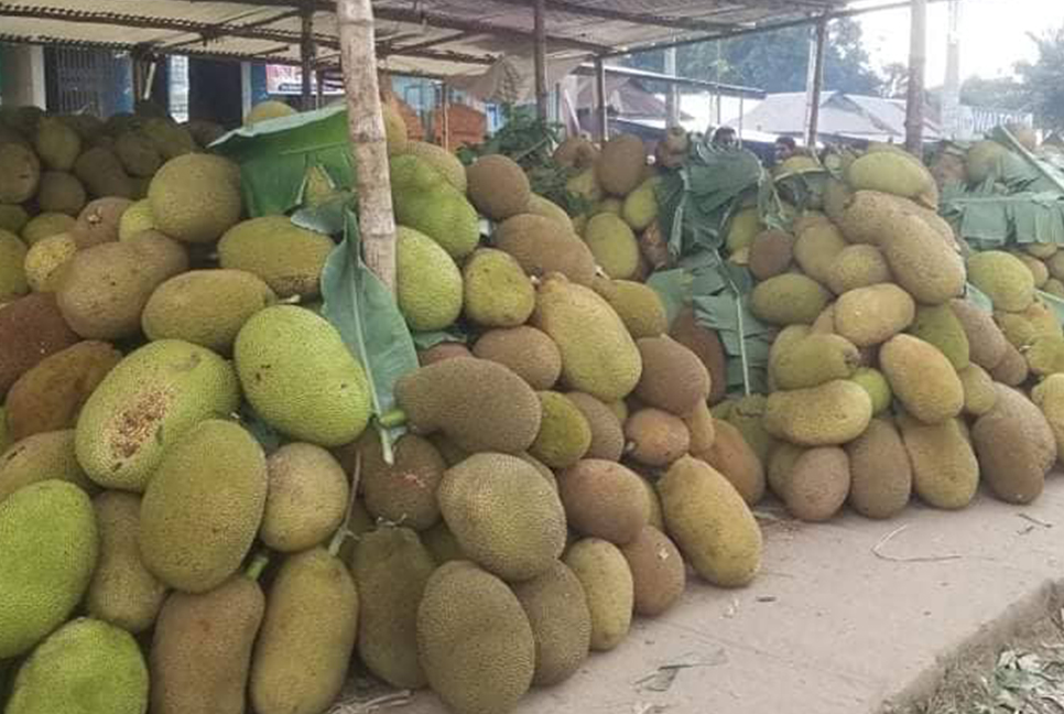 ভালুকায় কাঁঠালের বাম্পার ফলন