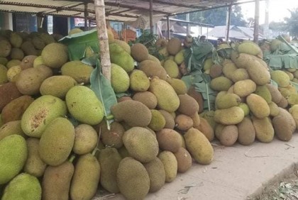 ভালুকায় কাঁঠালের বাম্পার ফলন