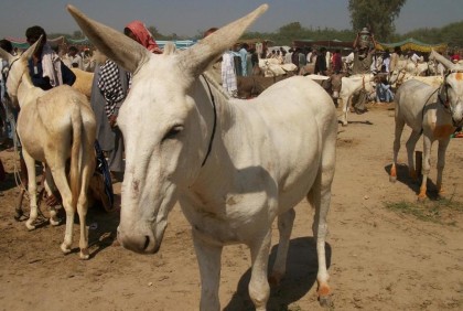 গাধার সংখ্যায় বিশ্বে তৃতীয় পাকিস্তান