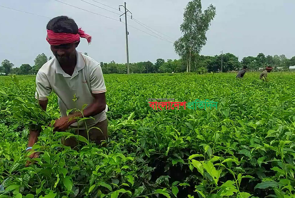 পঞ্চগড়ে কাঁচা চা পাতা কেনা বন্ধ; বিপাকে চা চাষিরা 