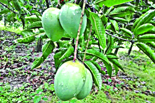 আজ হাঁড়িভাঙা আসছে বাজারে