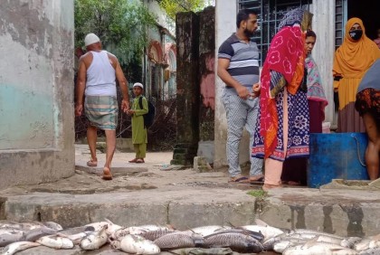 পুকুরে বিষ ঢেলে মাছ নিধনের অভিযোগ