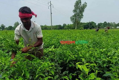 পঞ্চগড়ে কাঁচা চা পাতা কেনা বন্ধ; বিপাকে চা চাষিরা 